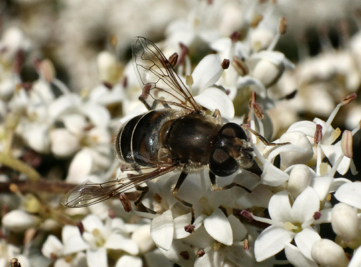 Eristalis ........  interrupta o arbustorum ?